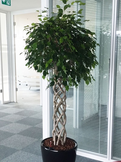 Benjamin Çiçek Dekoratif