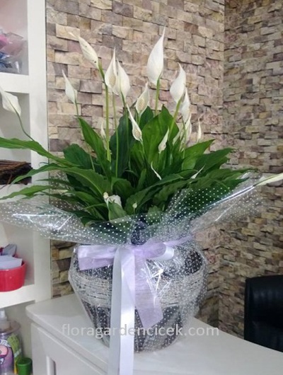 Spatifilyum Şeffaf Ambalaj