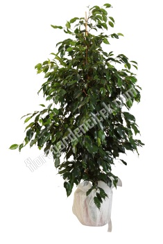 Benjamin Yapraklı Çiçek