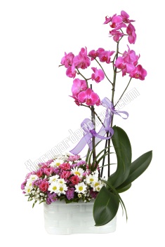 2 Dallı Orkide ve Kırçiçekleri