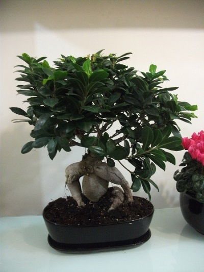 Bonsai Ağaç 5036