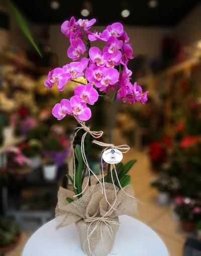 Mor Orkide Kare Seramik