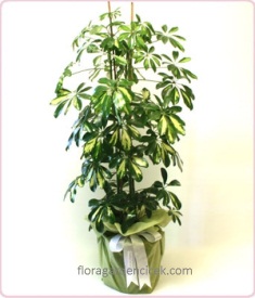 Şeflera Salon Bitkisi