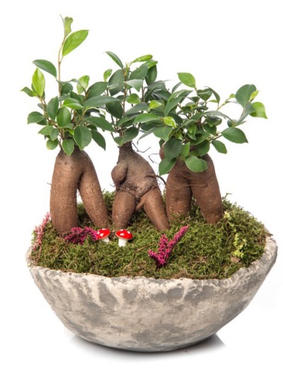 Bonsai Bitkisi 5878