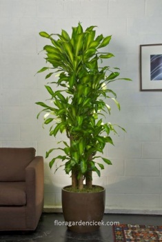 Massengena Salon Bitkisi Decor