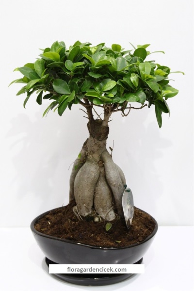 Bonsai Ağaç 5032