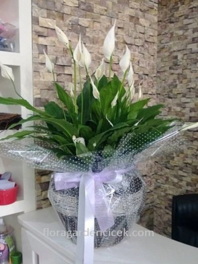 Barış Çiçeği Spatifilyum FG713
