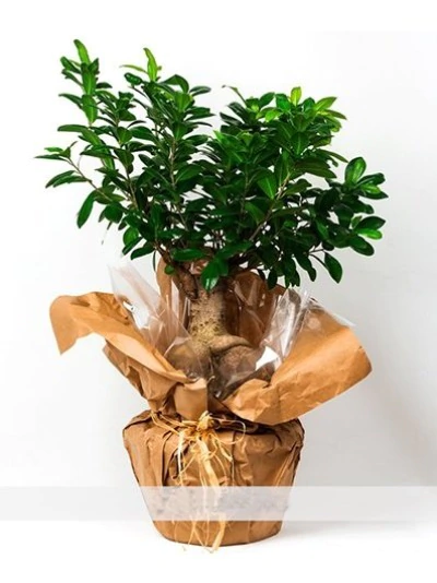 Bonsai Bitki FG719