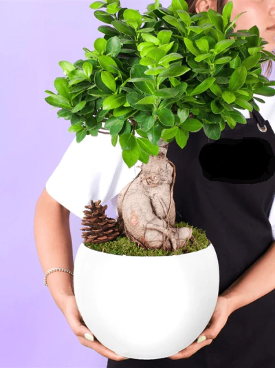 Bonsai Bitki FG721