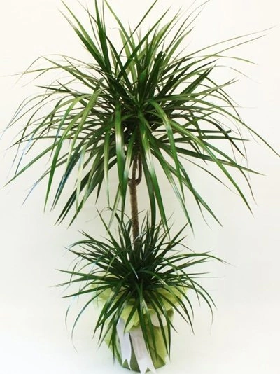 Marginata Bitki FG725