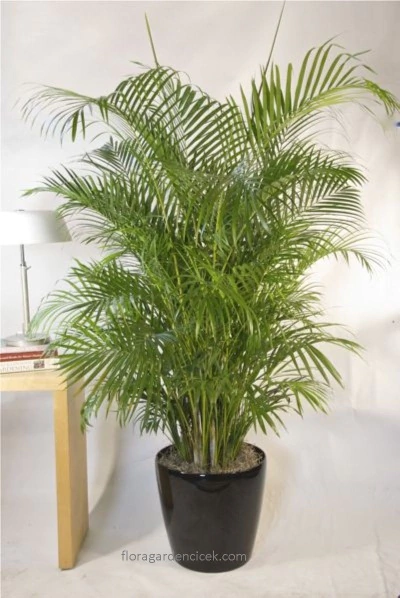 Areka Çiçek FG710