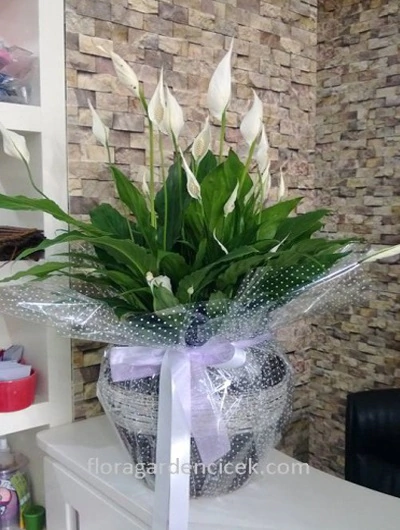 Barış Çiçeği Spatifilyum FG713