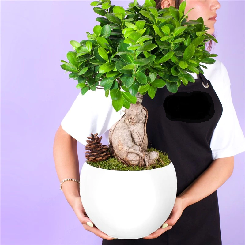Bonsai Bitki FG721