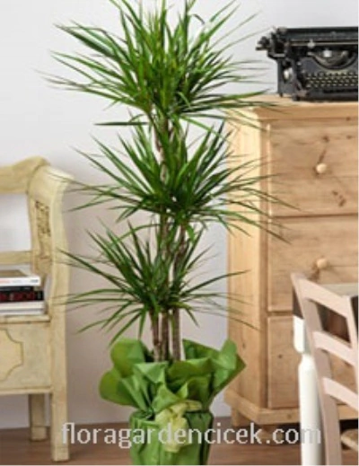 Marginata Bitki FG724